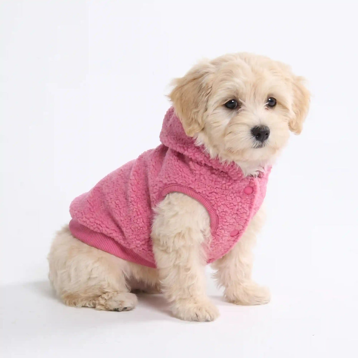Teddy Sherpa Dog Jackets